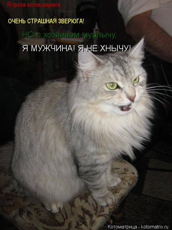 Я гроза котов,варюга ОЧЕНЬ СТРАШНАЯ ЗВЕРЮГА! НО с хозяином мурлычу, Я МУЖЧИНА! Я НЕ ХНЫЧУ!... Котоматрица: Я гроза котов,варюга ОЧЕНЬ СТРАШНАЯ ЗВЕРЮГА! НО с хозяином мурлычу, Я МУЖЧИНА! Я НЕ ХНЫЧУ!