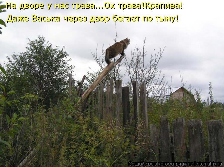 На дворе у нас трава...Ох трава!Крапива! Даже Васька через двор бегает по тыну!... Котоматрица: На дворе у нас трава...Ох трава!Крапива! Даже Васька через двор бегает по тыну!