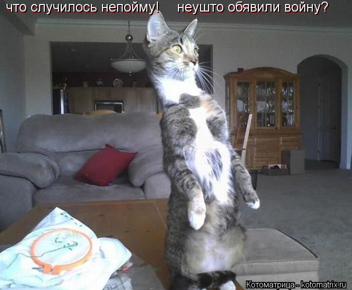 что случилось непойму! неушто обявили войну? неушто обявили войну? что случилось непойму! неушто обяв... Котоматрица: что случилось непойму! неушто обявили войну? неушто обявили войну? что случилось непойму! неушто обявили войну?