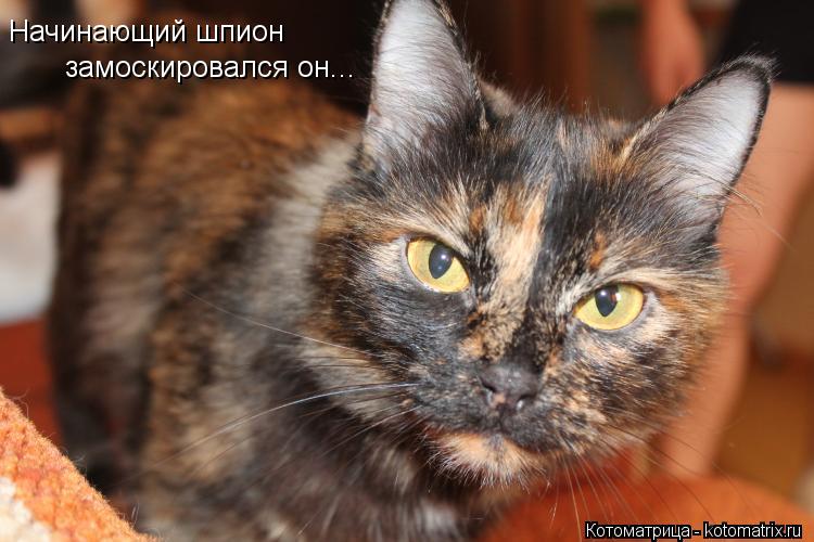 Начинающий шпион замоскировался он...... Котоматрица: Начинающий шпион замоскировался он...