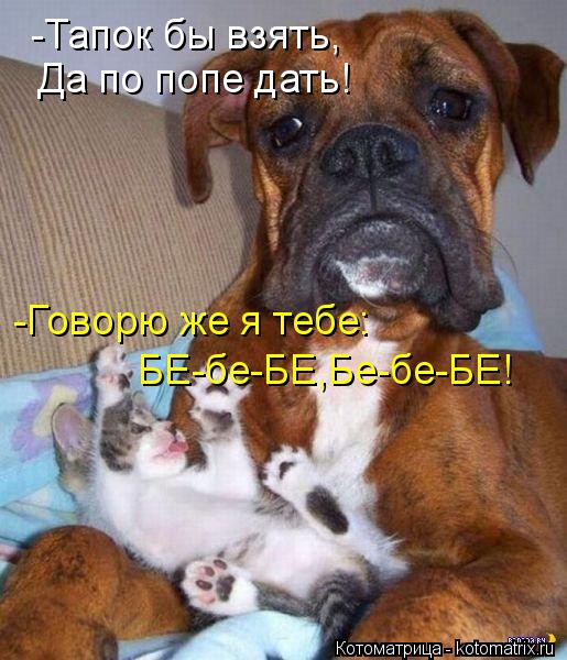 -Тапок бы взять, Да по попе дать! -Говорю же я тебе: БЕ-бе-БЕ,Бе-бе-БЕ!... Котоматрица: -Тапок бы взять, Да по попе дать! -Говорю же я тебе: БЕ-бе-БЕ,Бе-бе-БЕ!