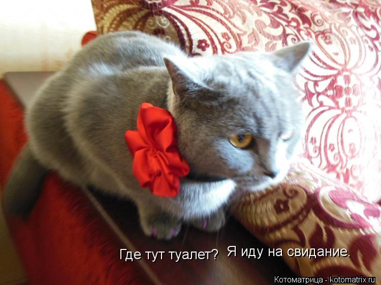 Где тут туалет? Я иду на свидание.... Котоматрица: Где тут туалет? Я иду на свидание.