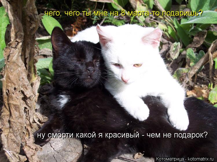 чего, чего ты мне на 8 марта-то подаришь? ну сморти какой я красивый - чем не подарок?... Котоматрица: чего, чего ты мне на 8 марта-то подаришь? ну сморти какой я красивый - чем не подарок?