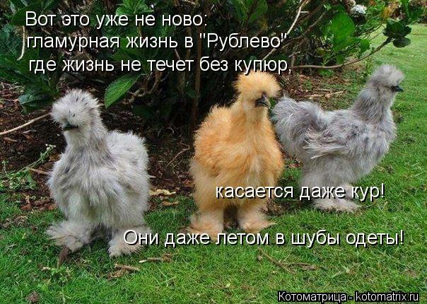 Вот это уже не ново: гламурная жизнь в "Рублево" где жизнь не течет без купюр, касается даже кур! Он... Котоматрица: Вот это уже не ново: гламурная жизнь в "Рублево" где жизнь не течет без купюр, касается даже кур! Они даже летом в шубы одеты!