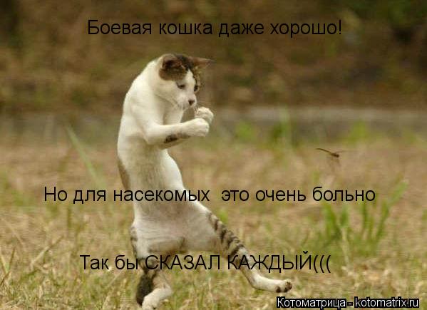 Котоматрица: Боевая кошка даже хорошо! Но для насекомых  это очень больно Но для насекомых  это очень больно Так бы СКАЗАЛ КАЖДЫЙ(((