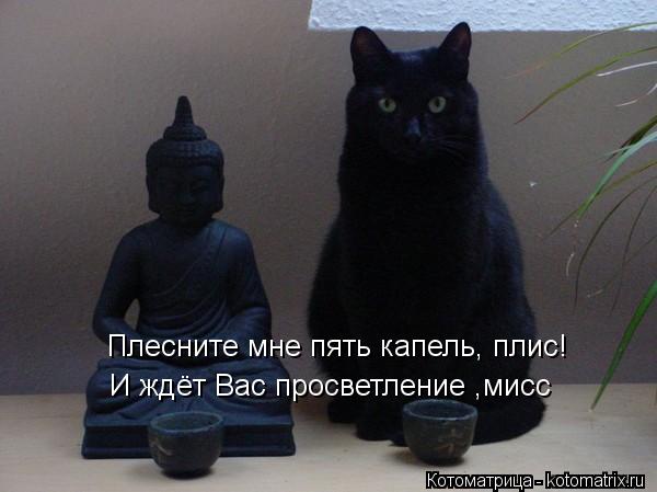 Плесните мне пять капель, плис! И ждёт Вас просветление ,мисс... Котоматрица: Плесните мне пять капель, плис! И ждёт Вас просветление ,мисс