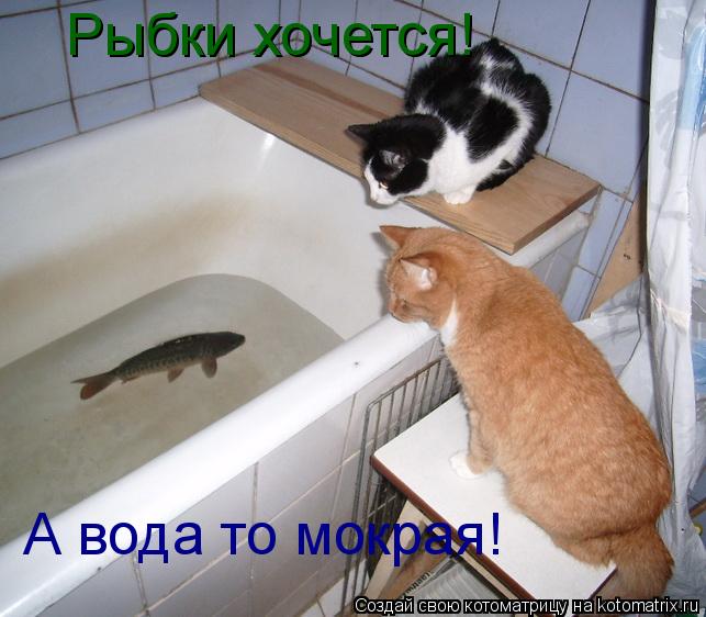 Рыбки хочется! А вода то мокрая!... Котоматрица: Рыбки хочется! А вода то мокрая!