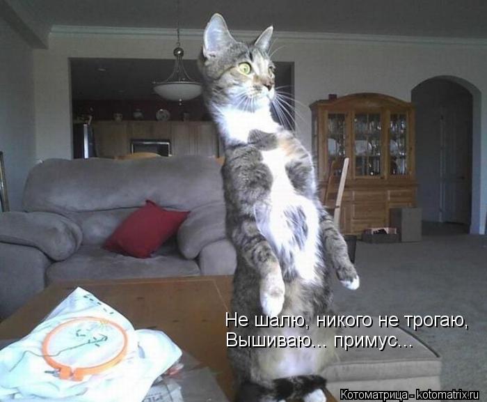 Не шалю, никого не трогаю, Вышиваю... примус...... Котоматрица: Не шалю, никого не трогаю, Вышиваю... примус...