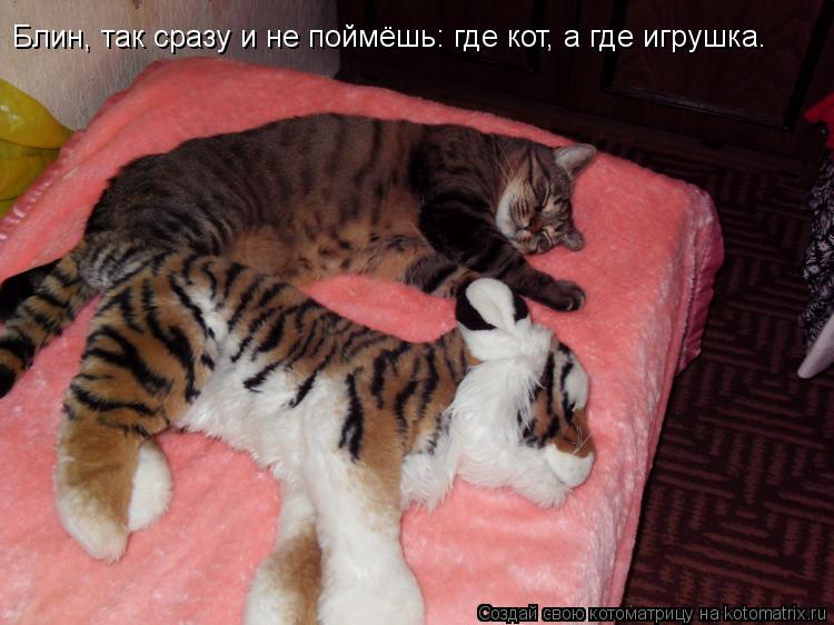 Блин, так сразу и не поймёшь: где кот, а где игрушка.... Котоматрица: Блин, так сразу и не поймёшь: где кот, а где игрушка.