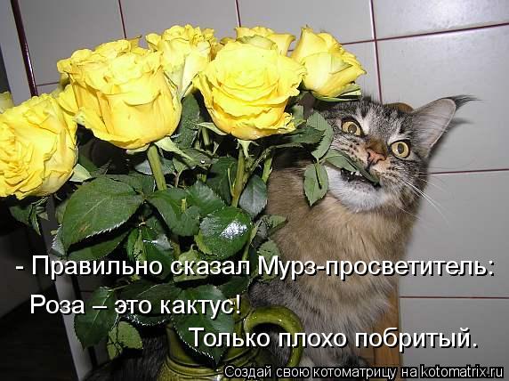 - Правильно сказал Мурз-просветитель: Роза – это кактус! Только плохо побритый.... Котоматрица: - Правильно сказал Мурз-просветитель: Роза – это кактус! Только плохо побритый.