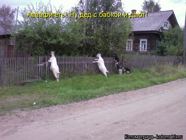 Аааафигеть! Ну дед с бабкой и дают!... Котоматрица: Аааафигеть! Ну дед с бабкой и дают!