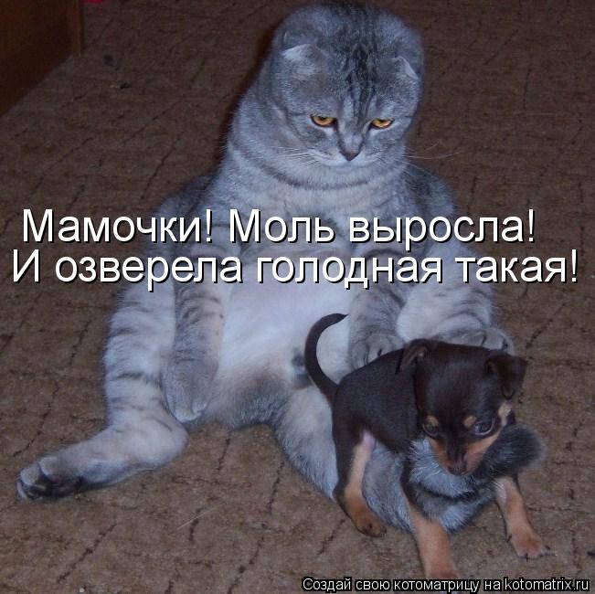 Мамочки! Моль выросла! И озверела голодная такая!... Котоматрица: Мамочки! Моль выросла! И озверела голодная такая!
