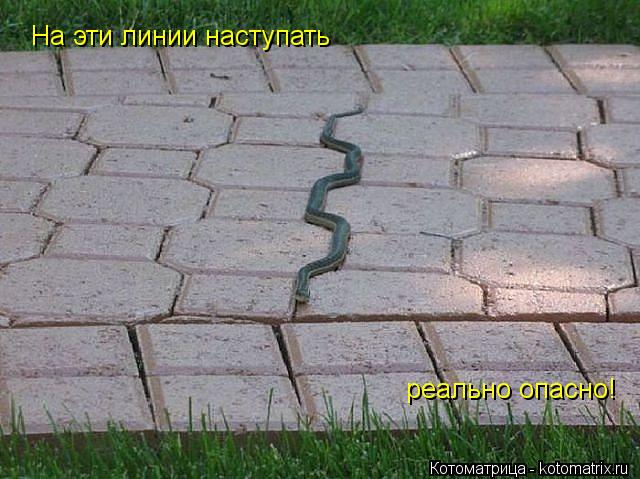 Котоматрица: На эти линии наступать реально опасно!