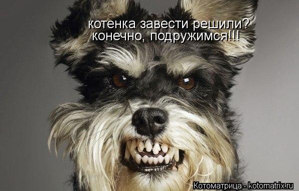 котенка завести решили? конечно, подружимся!!!... Котоматрица: котенка завести решили? конечно, подружимся!!!