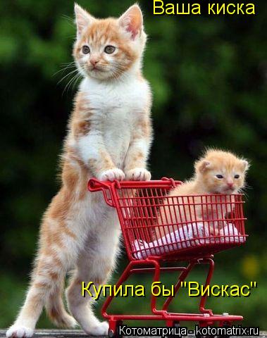 Ваша киска Купила бы "Вискас"... Котоматрица: Ваша киска Купила бы "Вискас"