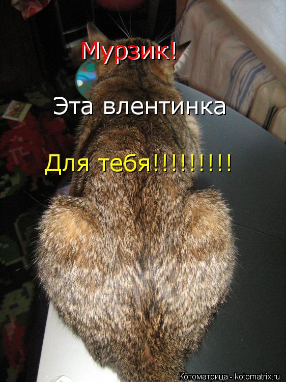 Мурзик! Мурзик! Эта влентинка Для тебя!!!!!!!!!... Котоматрица: Мурзик! Мурзик! Эта влентинка Для тебя!!!!!!!!!