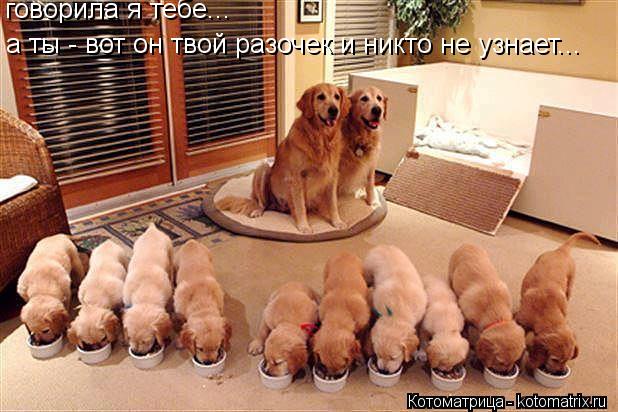 говорила я тебе... а ты - вот он твой разочек и никто не узнает...... Котоматрица: говорила я тебе... а ты - вот он твой разочек и никто не узнает...