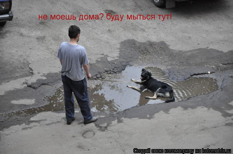 не моешь дома? буду мыться тут!... Котоматрица: не моешь дома? буду мыться тут!