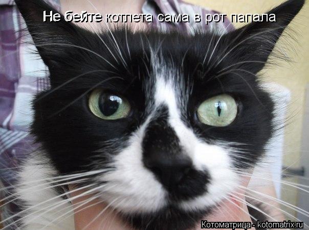 Котоматрица: Не бейте котлета сама в рот папала Не бейте