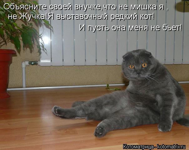 Объясните своей внучке,что не мишка я , не Жучка!Я выставочный редкий кот! И пусть она меня не бьет!... Котоматрица: Объясните своей внучке,что не мишка я , не Жучка!Я выставочный редкий кот! И пусть она меня не бьет!