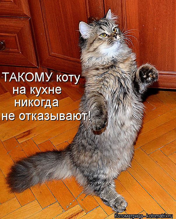 ТАКОМУ коту на кухне никогда не отказывают!... Котоматрица: ТАКОМУ коту на кухне никогда не отказывают!