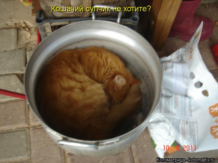 Котоматрица: Кошачий супчик не хотите?