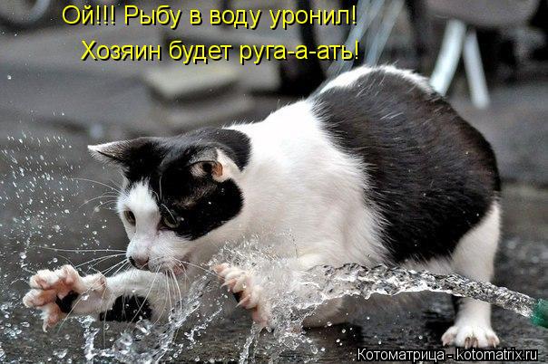 Ой!!! Рыбу в воду уронил! Хозяин будет руга-а-ать!... Котоматрица: Ой!!! Рыбу в воду уронил! Хозяин будет руга-а-ать!