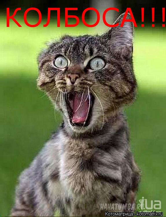 КОЛБОСА!!!... Котоматрица: КОЛБОСА!!!