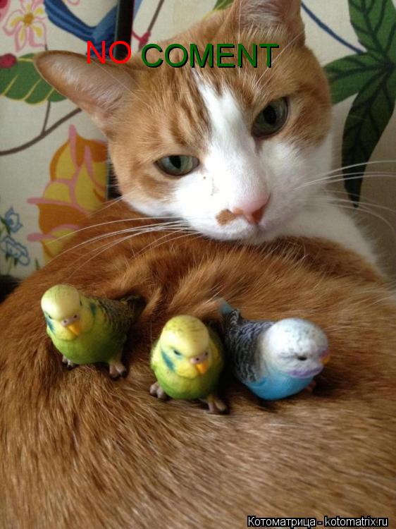 NO COMENT... Котоматрица: NO COMENT