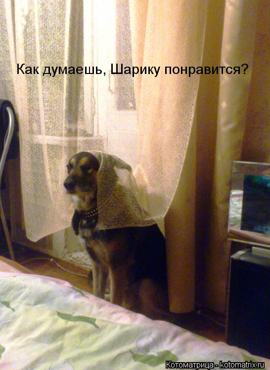 Как думаешь, Шарику понравится?... Котоматрица: Как думаешь, Шарику понравится?