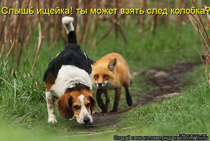 Слышь ищейка! ты может взять след колобка?... Котоматрица: Слышь ищейка! ты может взять след колобка?