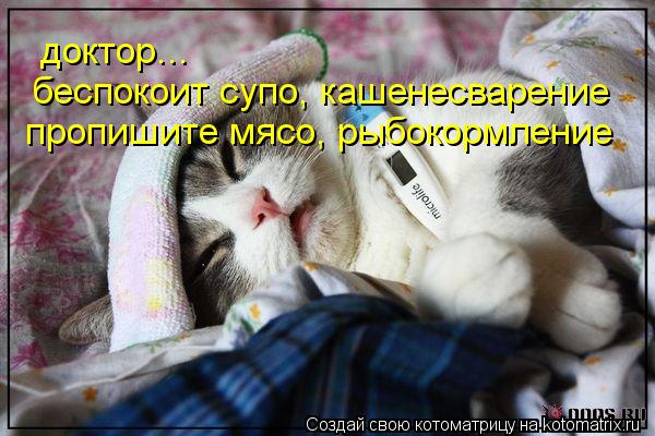 Котоматрица: беспокоит супо, кашенесварение пропишите мясо, рыбокормление доктор...