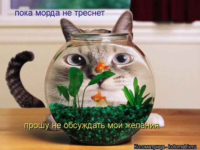 пока морда не треснет прошу не обсуждать мои желания... Котоматрица: пока морда не треснет прошу не обсуждать мои желания