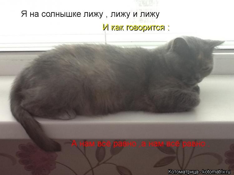 А нам всё равно ,а нам всё равно . Я на солнышке лижу , лижу и лижу Я на солнышке лижу , лижу и лижу ... Котоматрица: А нам всё равно ,а нам всё равно . Я на солнышке лижу , лижу и лижу Я на солнышке лижу , лижу и лижу И как говорится : И как говорится :