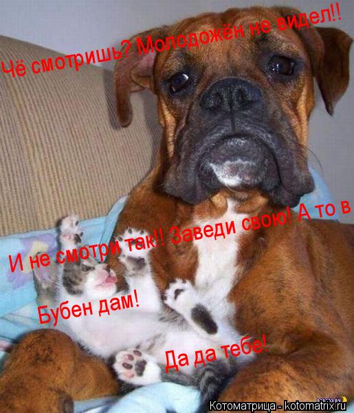 Чё смотришь? Молодожён не видел!! И не смотри так!! Заведи свою! А то в бубен дам! Бубен дам! Да да ... Котоматрица: Чё смотришь? Молодожён не видел!! И не смотри так!! Заведи свою! А то в бубен дам! Бубен дам! Да да тебе!