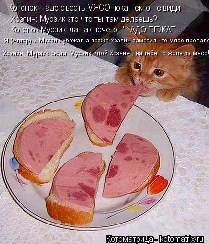 Котёнок: надо съесть МЯСО пока некто не видит Хозяин: Мурзик это что ты там делаешь? Котёнок Мурзик:... Котоматрица: Котёнок: надо съесть МЯСО пока некто не видит Хозяин: Мурзик это что ты там делаешь? Котёнок Мурзик: да так нечего. "НАДО БЕЖАТЬ !" Я (Автор):и М