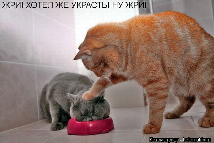 ЖРИ! ХОТЕЛ ЖЕ УКРАСТЬ! НУ ЖРИ!... Котоматрица: ЖРИ! ХОТЕЛ ЖЕ УКРАСТЬ! НУ ЖРИ!