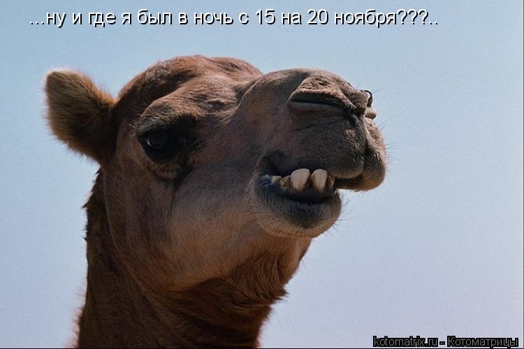 ...ну и где я был в ночь с 15 на 20 ноября???..... Котоматрица: ...ну и где я был в ночь с 15 на 20 ноября???..