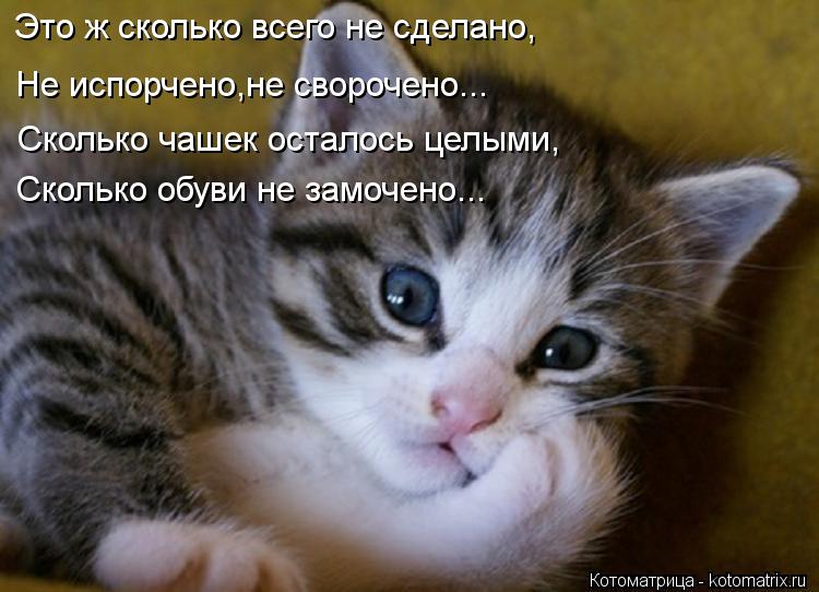 Это ж сколько всего не сделано, Не испорчено,не сворочено... Сколько чашек осталось целыми, Сколько о... Котоматрица: Это ж сколько всего не сделано, Не испорчено,не сворочено... Сколько чашек осталось целыми, Сколько обуви не замочено...