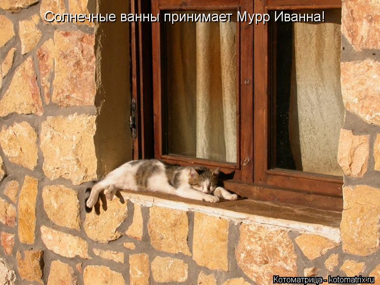 Солнечные ванны принимает Мурр Иванна!... Котоматрица: Солнечные ванны принимает Мурр Иванна!