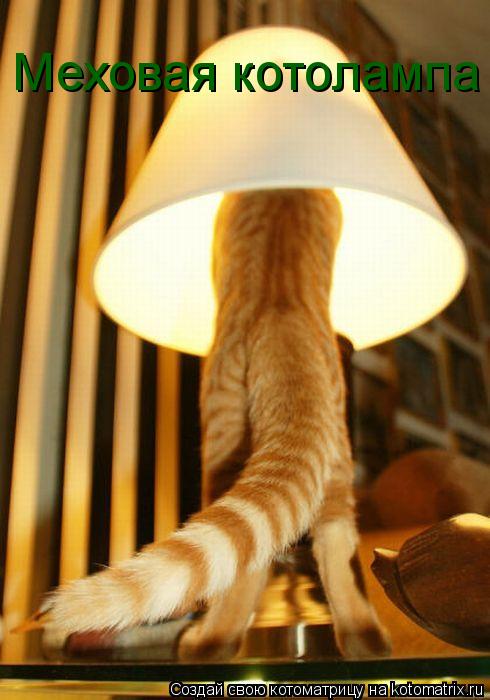 Меховая котолампа... Котоматрица: Меховая котолампа