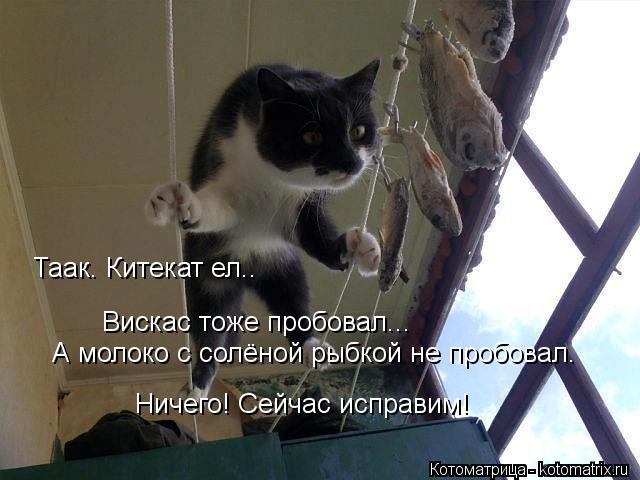 Котоматрица: Таак. Китекат ел..  Вискас тоже пробовал... А молоко с солёной рыбкой не пробовал. Ничего! Сейчас исправим!
