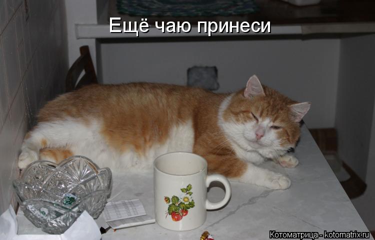 Ещё чаю принеси... Котоматрица: Ещё чаю принеси