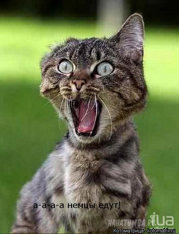 а-а-а-а немцы едут!... Котоматрица: а-а-а-а немцы едут!