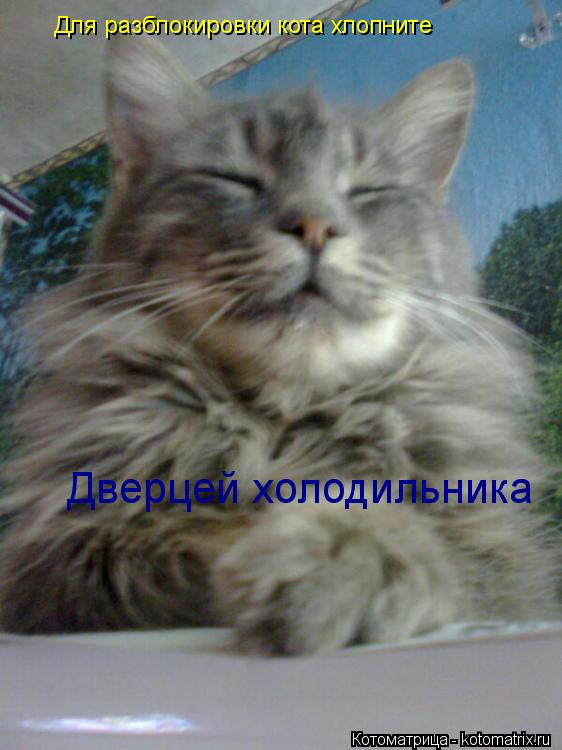 Для разблокировки кота хлопните Дверцей холодильника... Котоматрица: Для разблокировки кота хлопните Дверцей холодильника