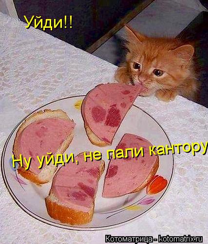 Уйди!! Ну уйди, не пали кантору!... Котоматрица: Уйди!! Ну уйди, не пали кантору!