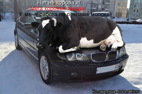 Нет не корова я! Мега коровья звезда! У меня работа по рекламе молока!... Котоматрица: Нет не корова я! Мега коровья звезда! У меня работа по рекламе молока!