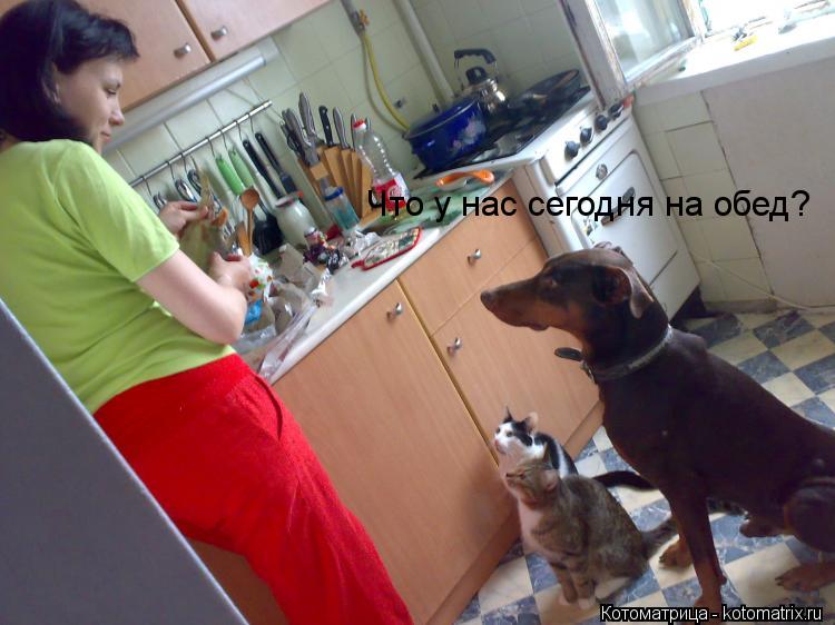 Что у нас сегодня на обед?... Котоматрица: Что у нас сегодня на обед?