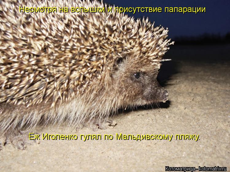 Несмотря на вспышки и присутствие папарации Еж Иголенко гулял по Мальдивскому пляжу.... Котоматрица: Несмотря на вспышки и присутствие папарации Еж Иголенко гулял по Мальдивскому пляжу.