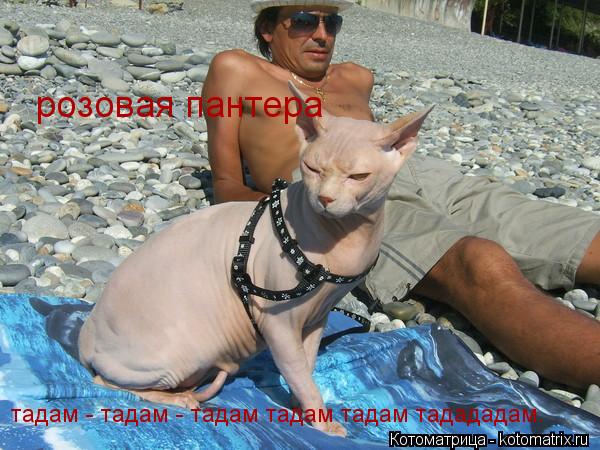 розовая пантера тадам - тадам - тадам тадам тадам тадададам.... Котоматрица: розовая пантера тадам - тадам - тадам тадам тадам тадададам.